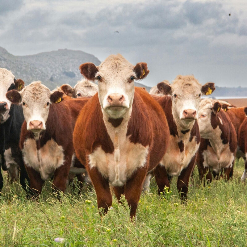 Vet Registration